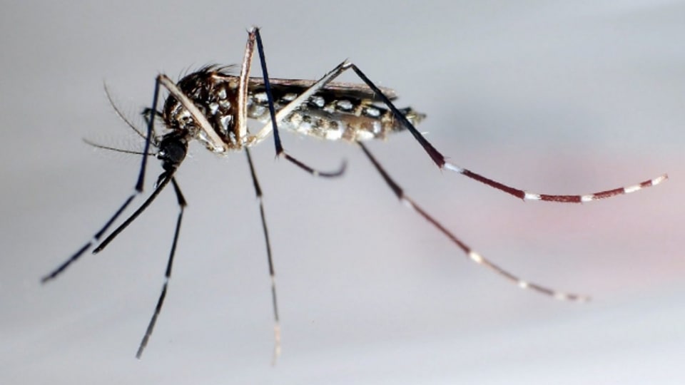 Eine neue gentechnische Methode könnte Stechmücken in die Quere kommen.