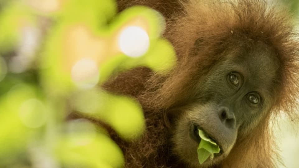 In Sumatra wurde eine neue Art von Orang Utans entdeckt