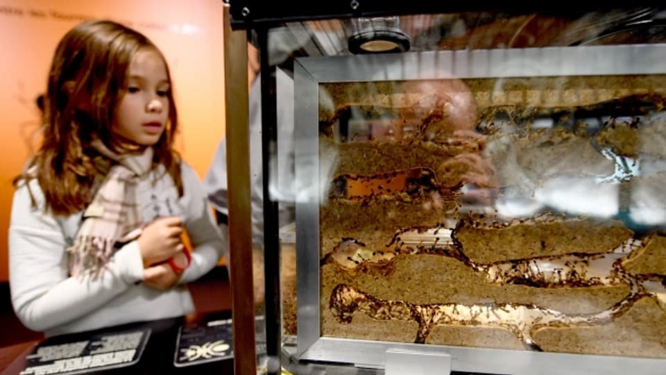 Ein Mädchen blickt im Naturhistorischen Museum Genf in einem Glaskasten.
