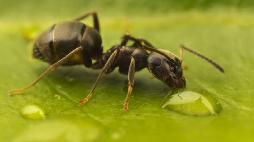 Eine Schwarze Wegameise (Lasius niger) trinkt von einem Wassertropfen.