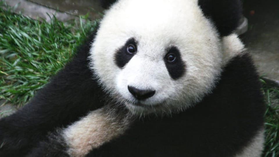 Neben dem Panda gibt es viele unbekanntere Tiere, die vom Aussterben bedroht sind.