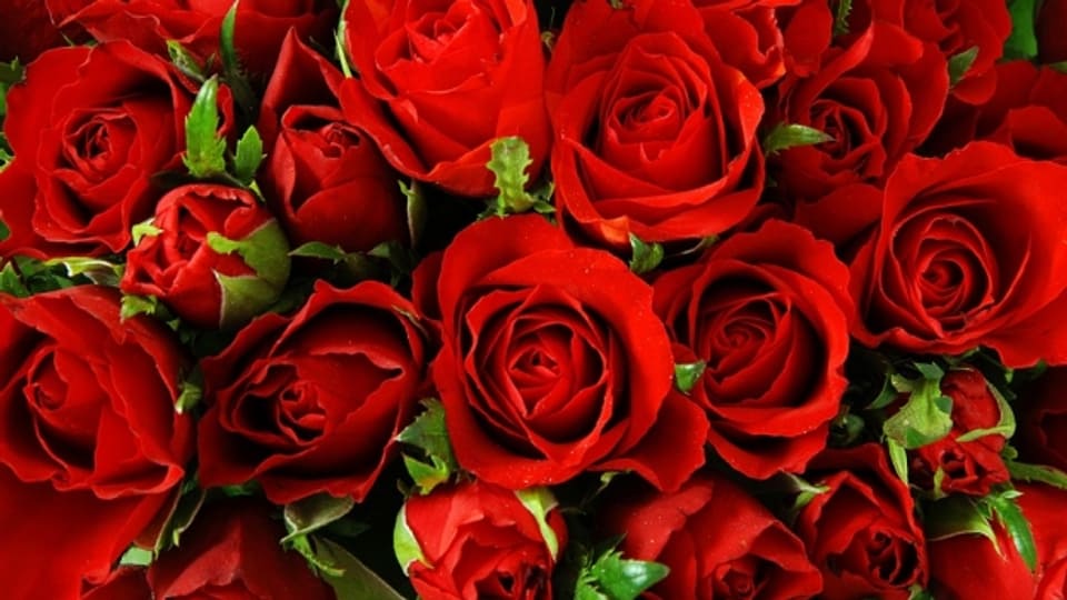Keine andere Blume wird so häufig in Songs besungen wie die Rose, die Köngin der Blumen.