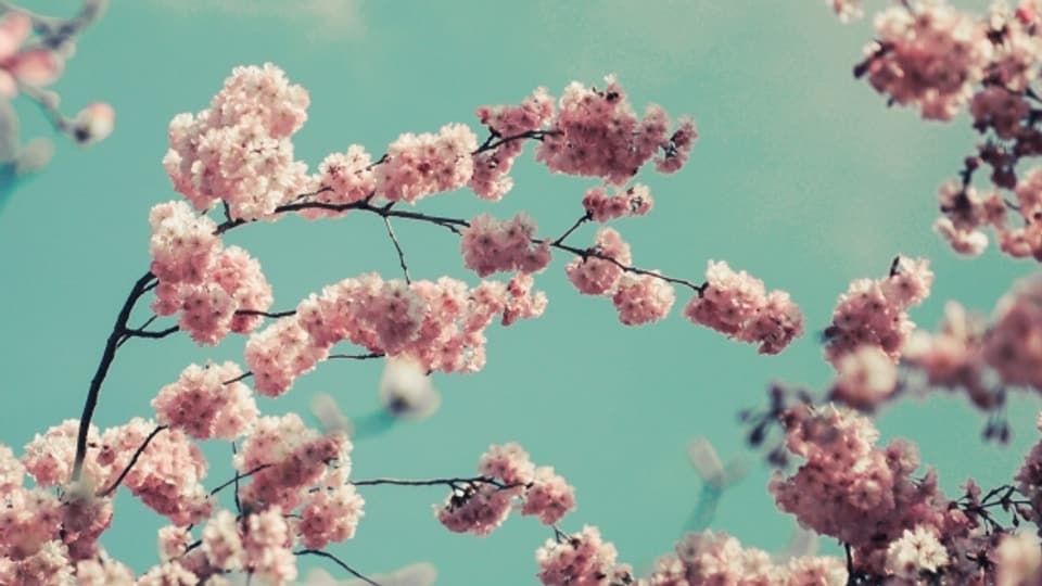 Kirschblüten zaubern Frühlingsgefühle hervor, «Pop Routes» spielt den passenden Soundtrack!