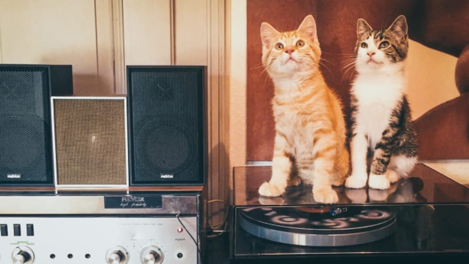 Auch DJ Pesas Katzen mögen Musik.