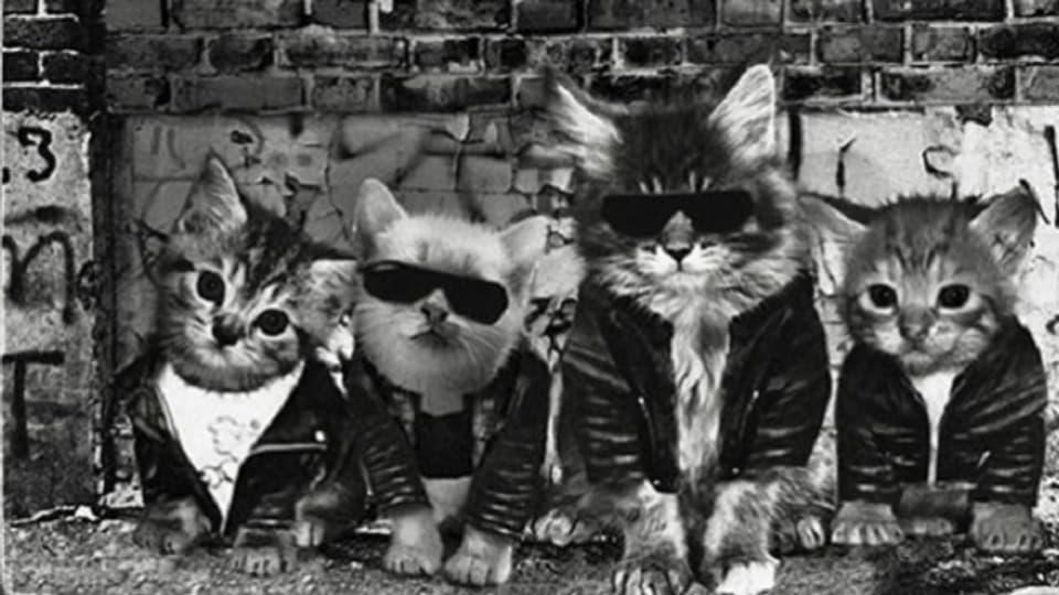 Zumindest heute lustig: Da hat einer Plattencover mit Kätzchen nachgebaut. Ramones, purrr.