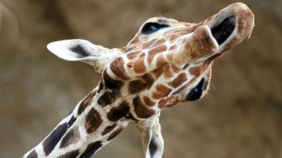 Auch Giraffen haben ein Mitteilungsbedürfnis.
