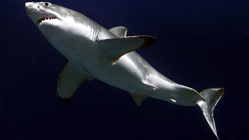 Kann ein Hai in im Süsswasser überleben?