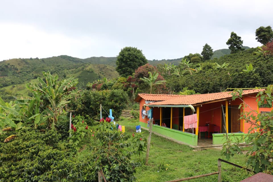 Auch die Kaffeefinca von Avelardo Echeverría leidet immer mehr unter den Wetterkapriolen in Kolumbien.