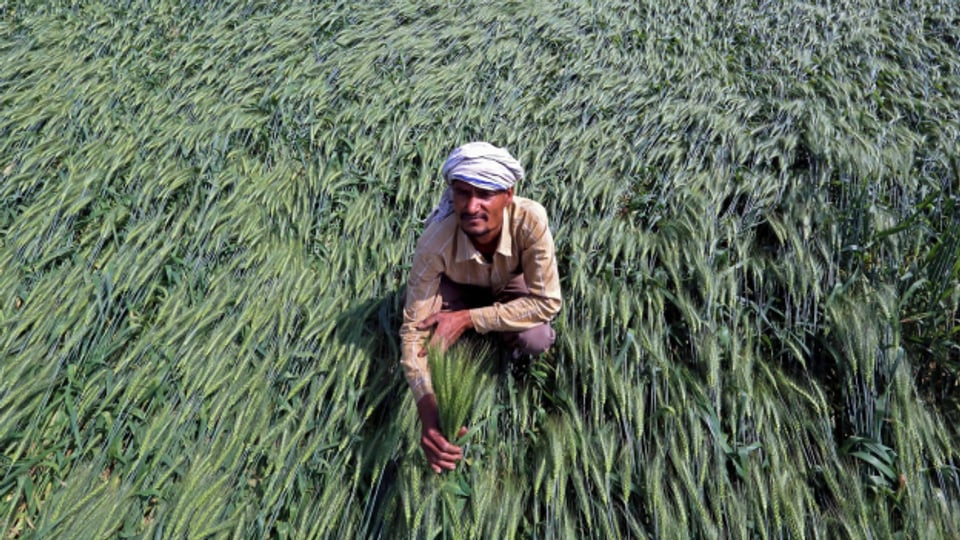 Kaum angestossen, stoppt Indien den Export von Weizen wieder.