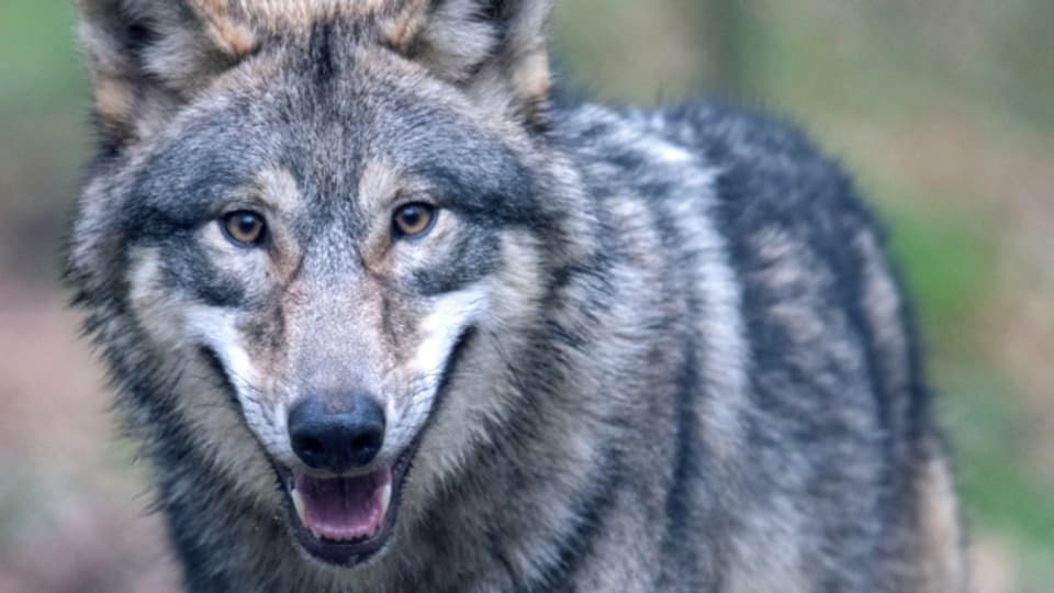Momentan streifen in der Schweiz 32 Wolfsrudel durch die Wälder.