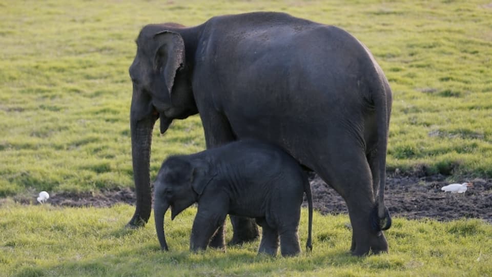 Die Bestände von Elefanten haben sich etwas erholt, deshalb wollen gewisse Länder die Tiere wieder vermehrt schiessen und das Elfenbein exportieren dürfen: Ein Thema an der Artenschutzkonferenz in Genf.