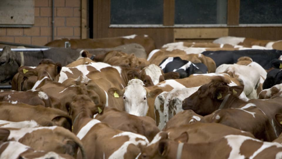 Kühe produzieren viel Treibhausgas