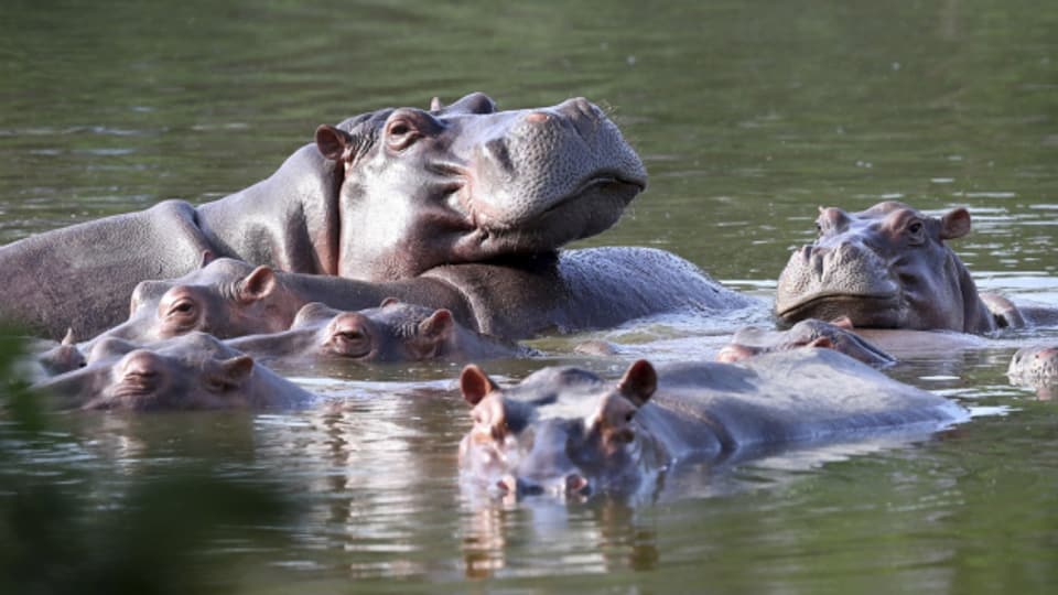 Schmetterlingseffekt: Kokain-Hippos und invasive Kröten