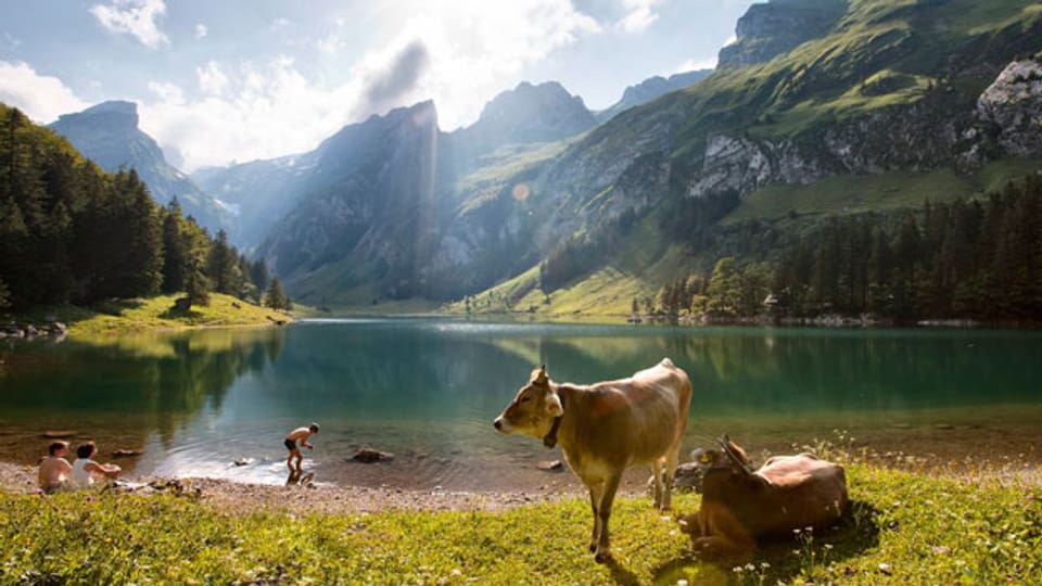 Kühe stehen am Seealpsee im Alpstein.