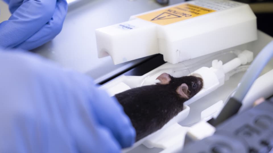 Im Jahr 2019 wurden in der Schweiz knapp 600'000 Tiere für die Forschung eingesetzt.