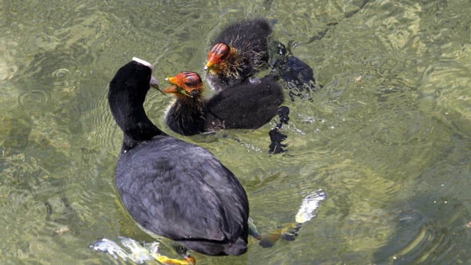 Blässhühner gehören zu den am häufigsten in der Schweiz brütenden Wasservögeln.