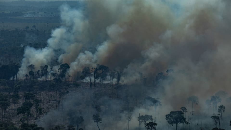 Der Klimawandel und illegale Brandrodungen setzten dem Amazonasgebiet in seiner jetzigen Form enorm zu.