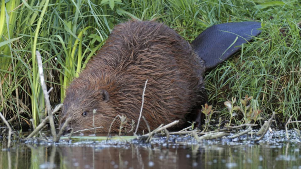 Die steigende Zahl Biber in der Schweiz freut den Tierschutz, macht aber der Landwirtschaft Probleme.