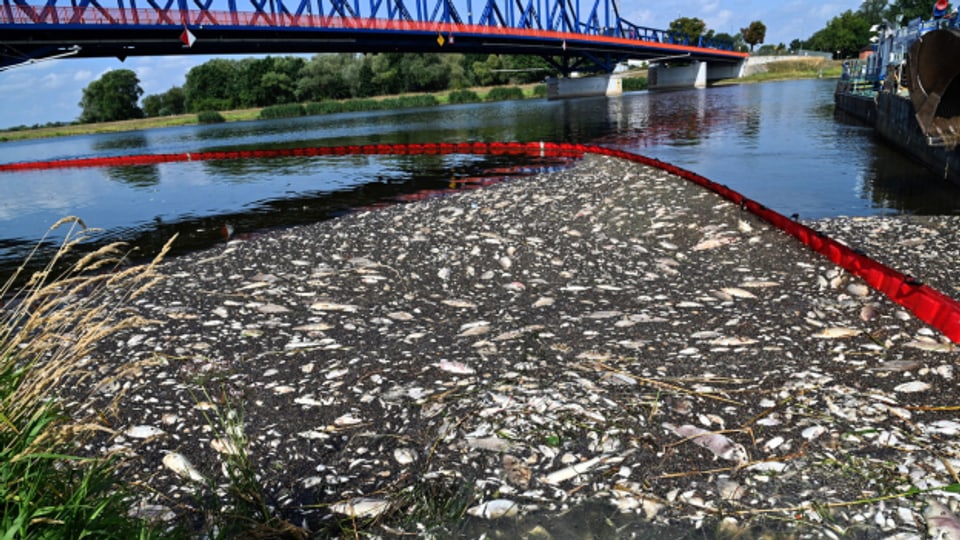 Allein in Polen wurden bislang fast 100 Tonnen tote Fische aus der Oder geborgen.
