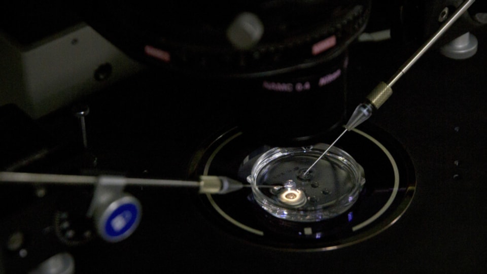 Wie aus ein paar Zellen erst ein Embryo und dann ein Mensch wird ist Bestandteil der Embryonen-Forschung (Symbolbild).
