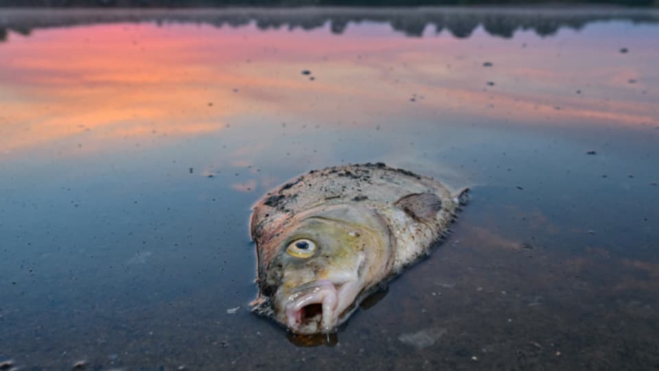 Ein toter Fisch treibt Mitte August an der Oberfläche der Oder.