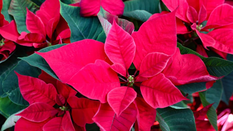 Der Weihnachtsstern mit seinen roten, gelben oder weissen Blättern ist eine der meistverkauften Zimmerpflanzen der Welt.
