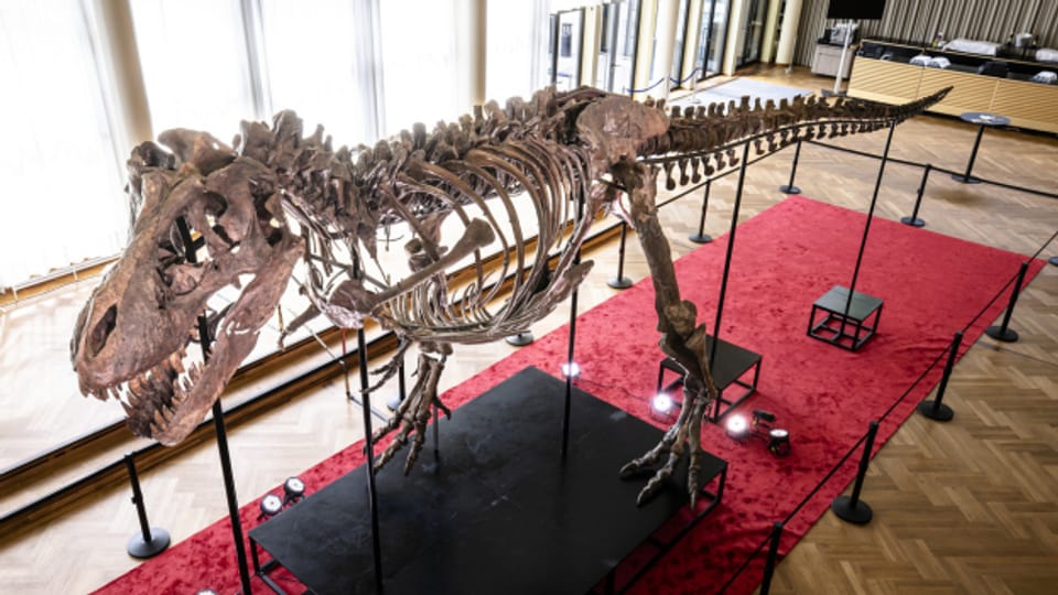 Das 67 Millionen Jahre alte Skelett des T-Rex steht zurzeit in der Tonhalle Zürich.