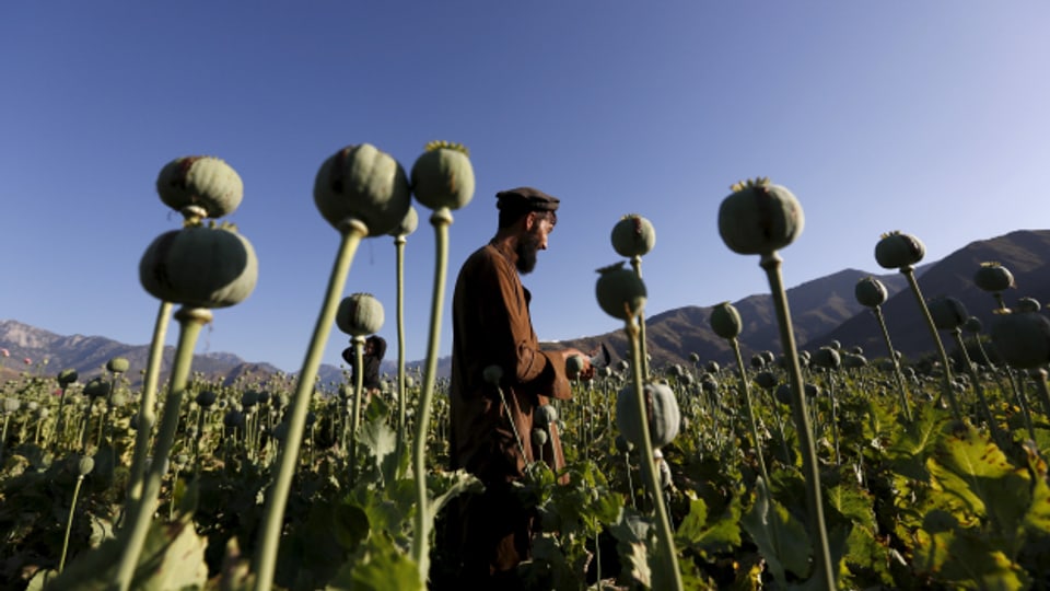 Ein afghanischer Bauer bei der Arbeit auf einem Mohnfeld in der Provinz Nangarhar, Afghanistan.