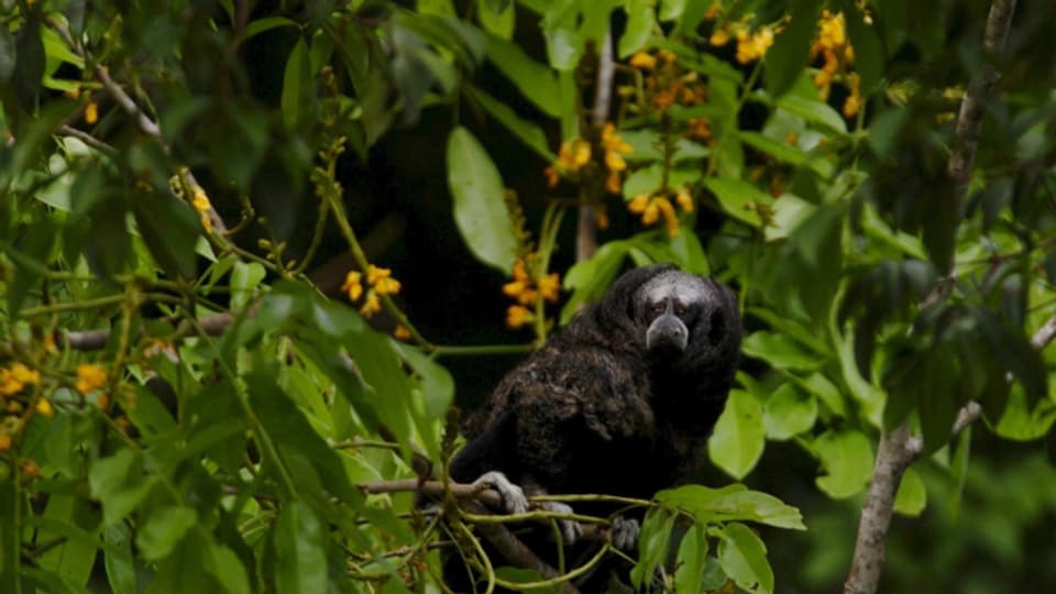 Ein Äquatorial-Saki im peruanischen Regenwald: In den Tropen ist die Aussterberate besonders hoch.