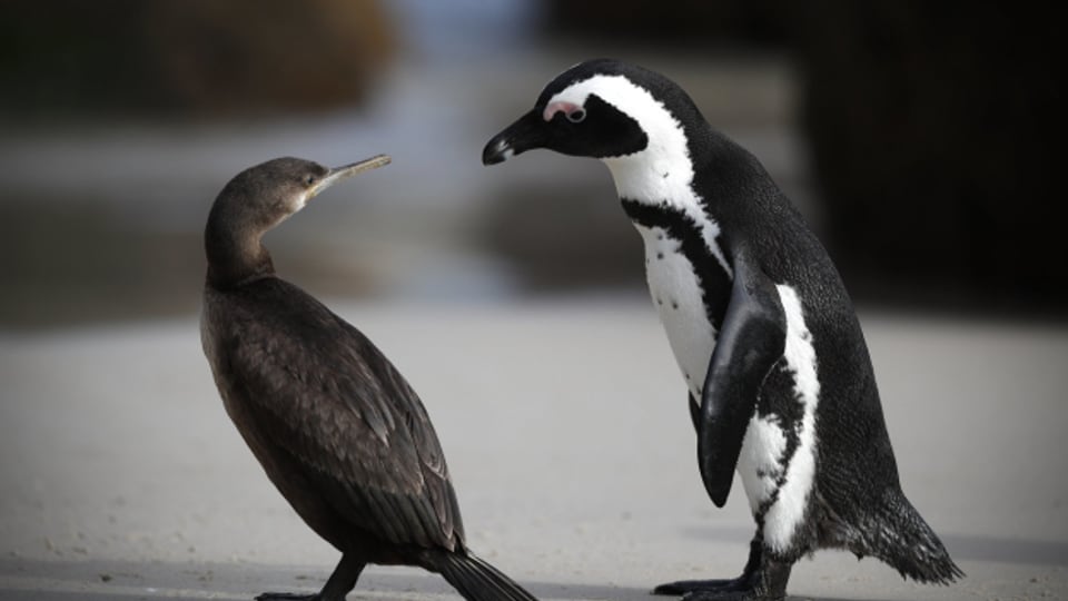 Vor rund zwei Wochen wurde das Vogelgrippevirus bei Pinguinen auf den Falklandinseln nachgewiesen.