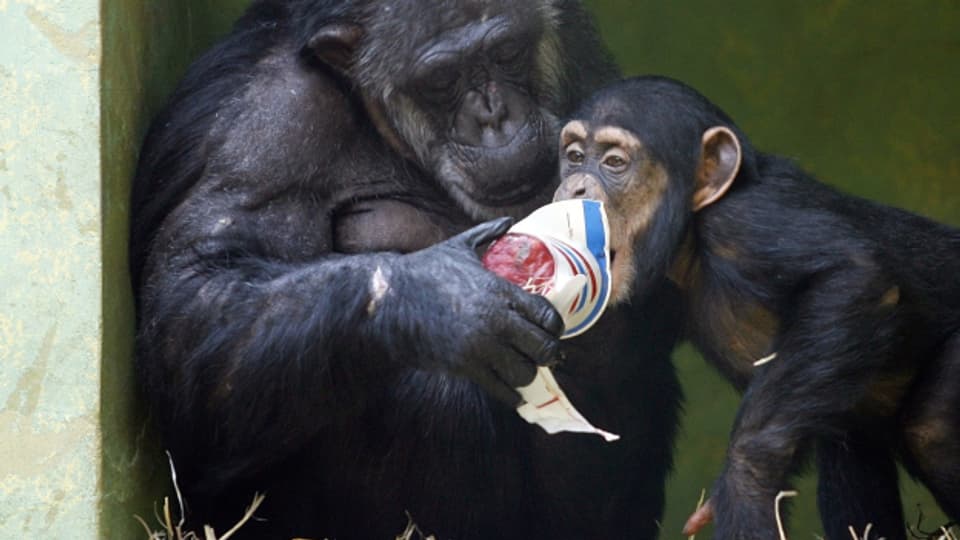 Der Primatenforscher Frans de Waal konnte beweisen, dass Affen ein Gefühl für Fairness haben