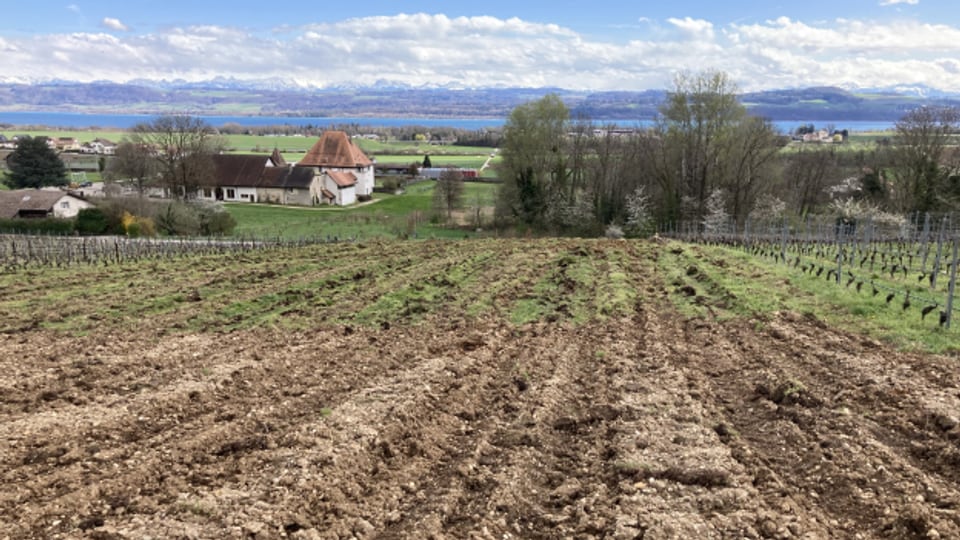 Das Feld in Bonvillars VD von Adrien Corthésy, auf dem Chasselas-Reben ausgerissen wurden, um die ebenfalls einheimische Sorte Gamay anzupflanzen.