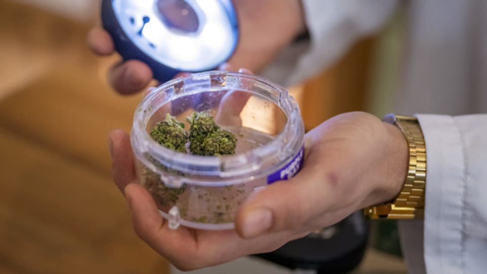 Teilnehmende der Studie können Cannabis nun in Apotheken beziehen.