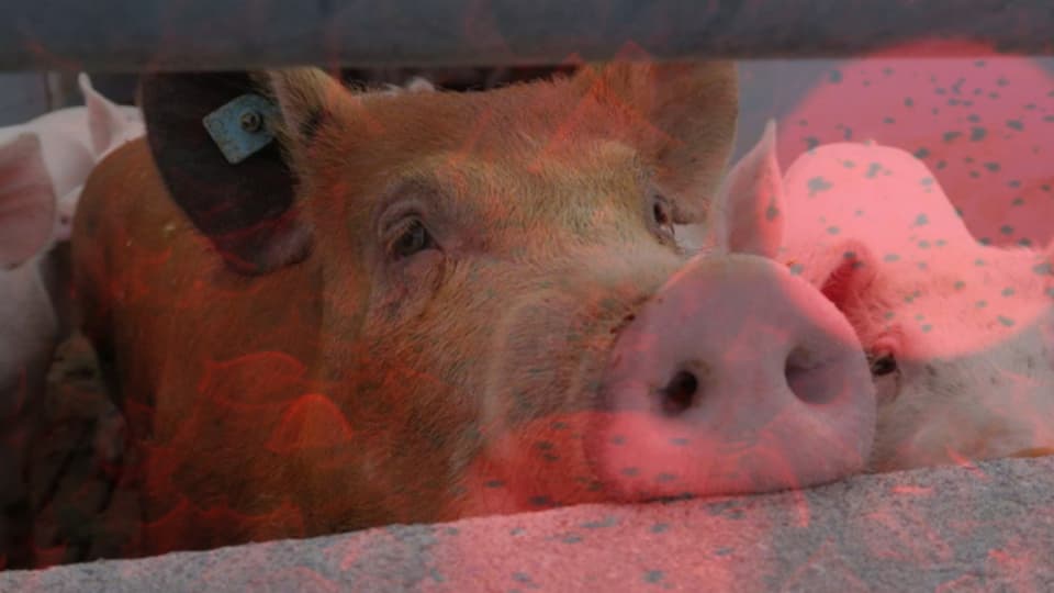 Schweinefleisch ist das beliebteste Fleisch in der Schweiz.