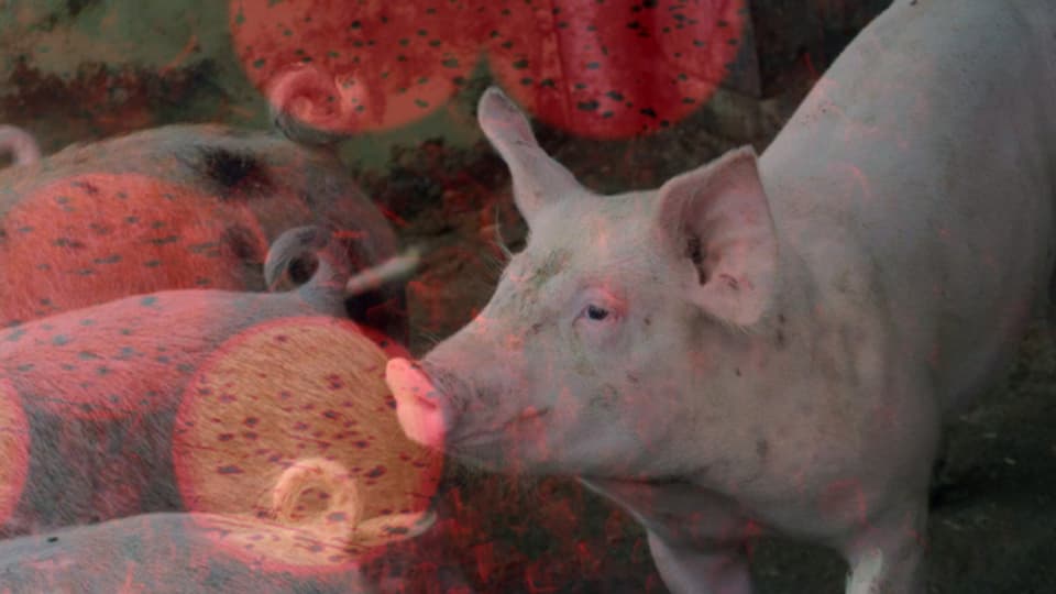 Wie geht es den 1,4 Millionen Schweinen im Land?
