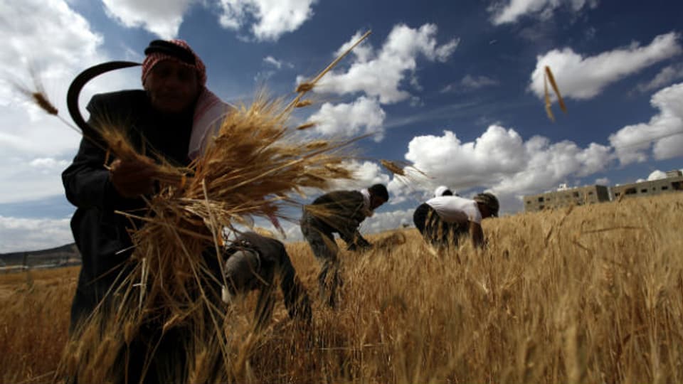 Hilfe und Last zugleich: syrische Flüchtlinge ernten Getreide in Jordanien.