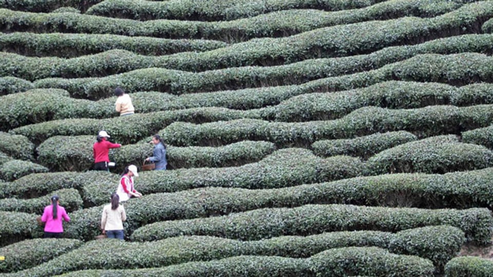 Frauen pflücken Teeblätter in einer Plantage in Xixiang county im Norden Chinas.