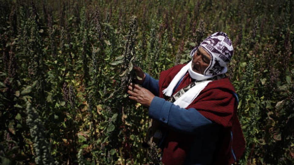 Quinoa wird vor allem in den Anden angepflanzt