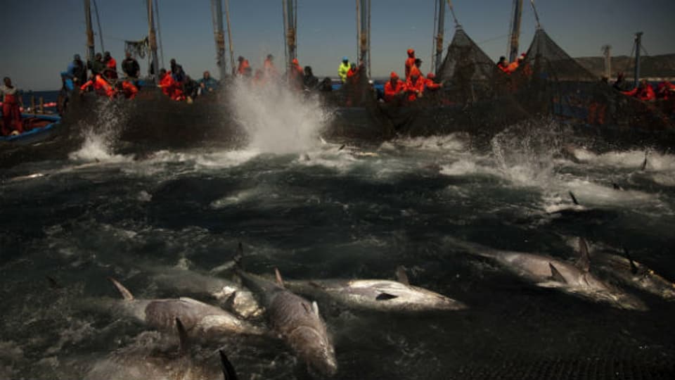 EU-Staaten wollen Beifang-Quote der Fischer verringern
