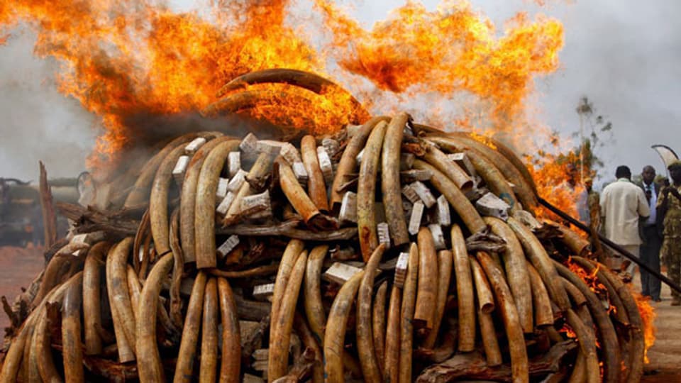 Gewildertes Elfenbein wird in Kenya verbrannt