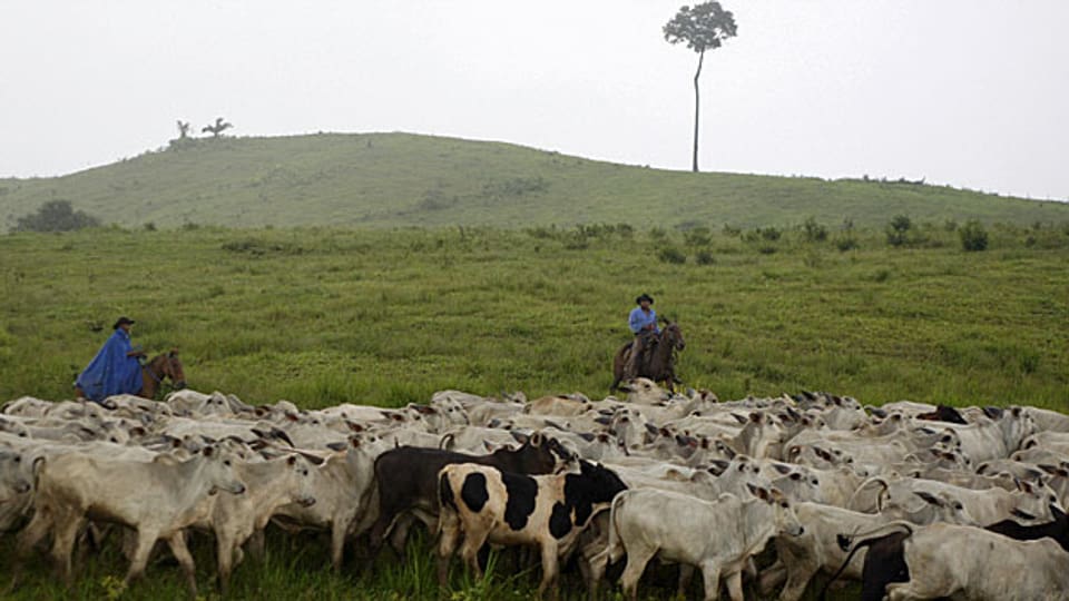 Rinderherde im brasilianischen Amazonasstaat Para. Der Urwald wurde der Fleischproduktion geopfert.