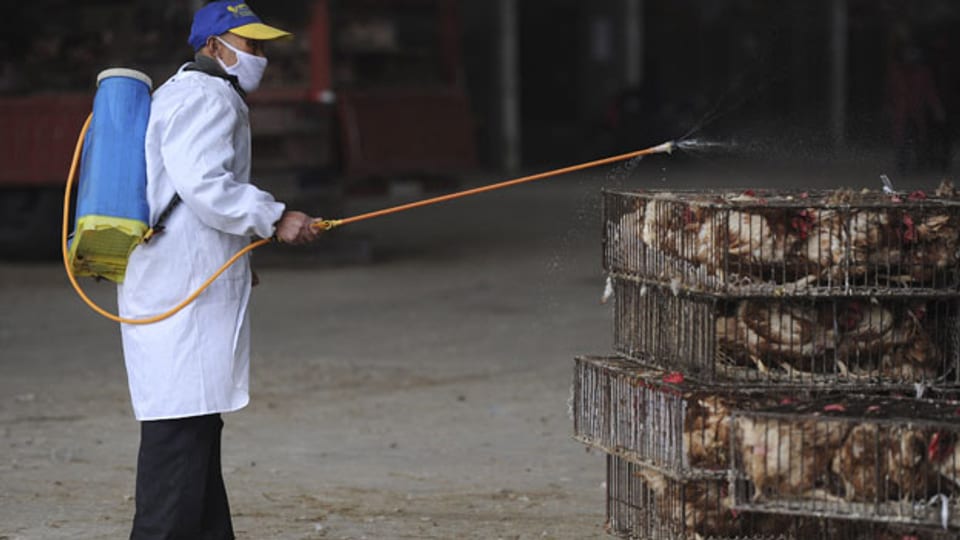 Ein Mitarbeiter besprüht notgeschlachtete Hühner mit Desinfektionsmittel in Hefei, Provinz Anhui, China, am 5. April 2013.