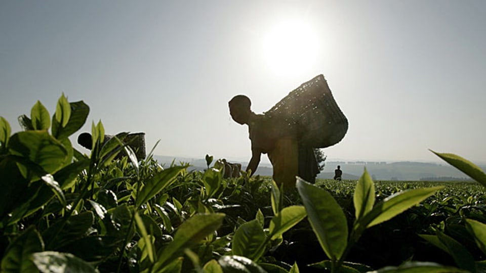 Tee-Ernte in Kenia.