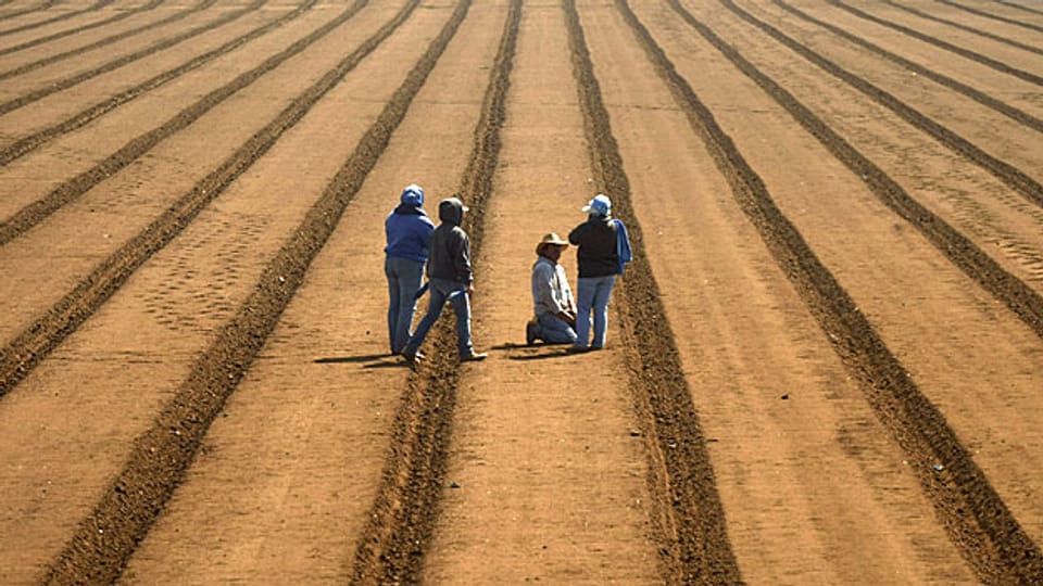 Das neue US-Einwanderungsgesetz sollte erlauben, ausländische Arbeitskräfte flexibler anzustellen. Farmarbeiter beim Artischocken pflanzen, am 12. April in der Nähe von Watsonville.