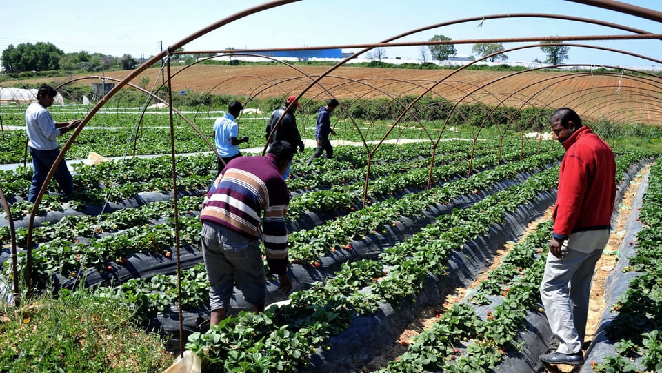 Arbeiter auf einer griechischen Erdbeerplantage.