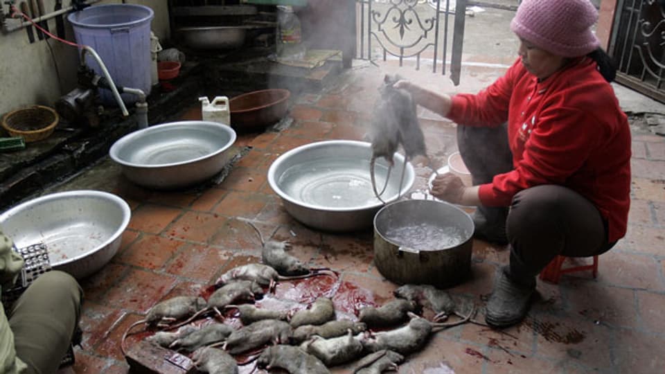 Eine Frau bereitet Rattenfleisch zu. Symbolbild.