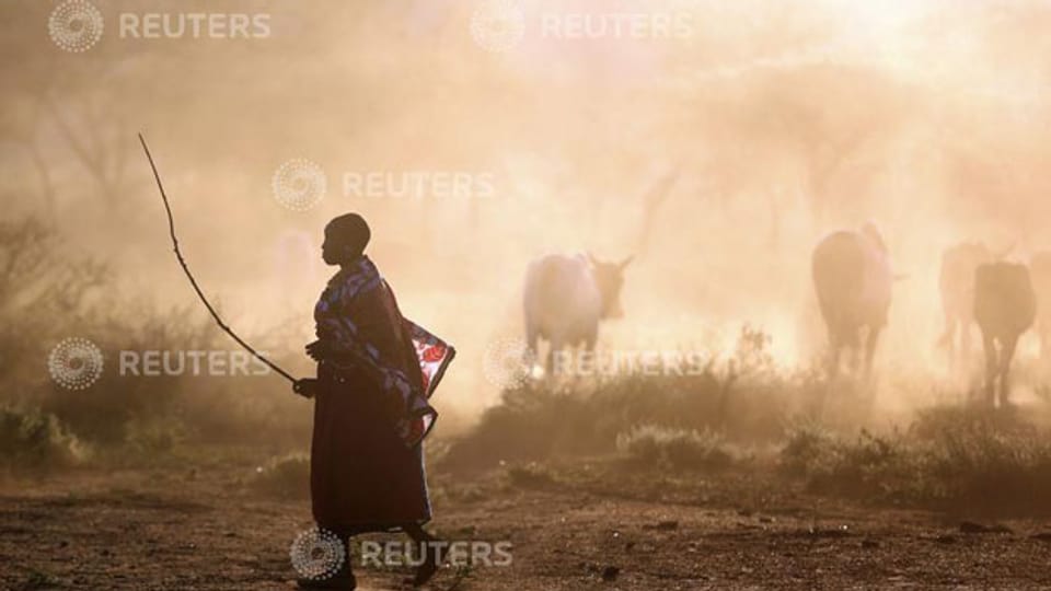 Ein Massai-Hirte mit seiner grasenden Herde in der Nähe von Nairobi.