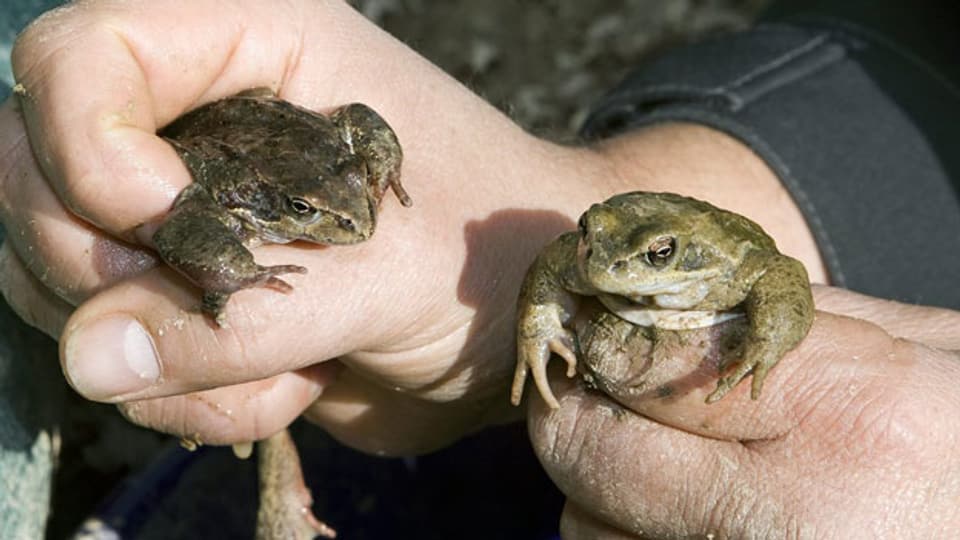 Viele Amphibien sind vom Aussterben bedroht