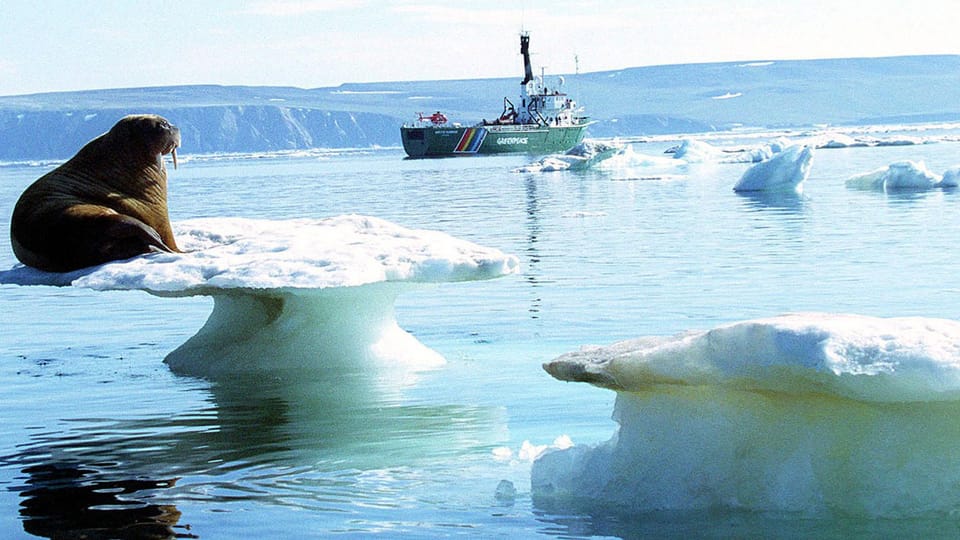 Der Klimawandel wirkt sich durch Schmelzen des Lebensraums auf die Tierwelt in der Arktis aus.