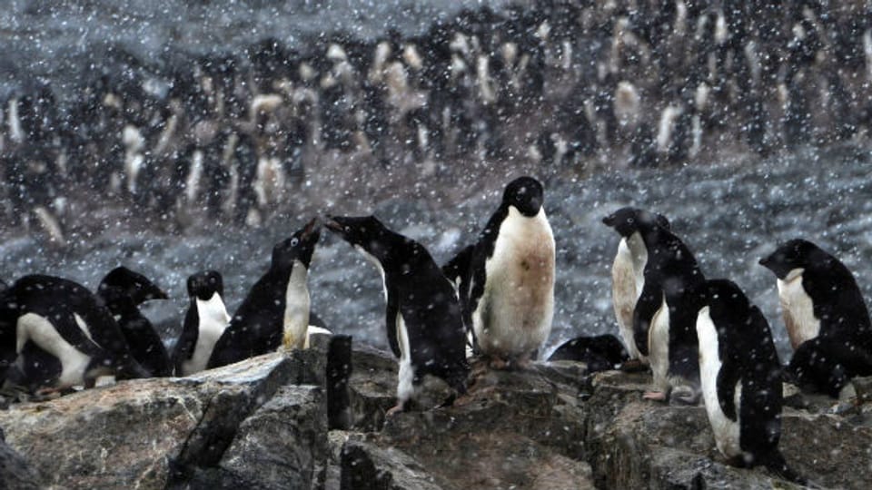 Pinguine in der Commonwealth Bay